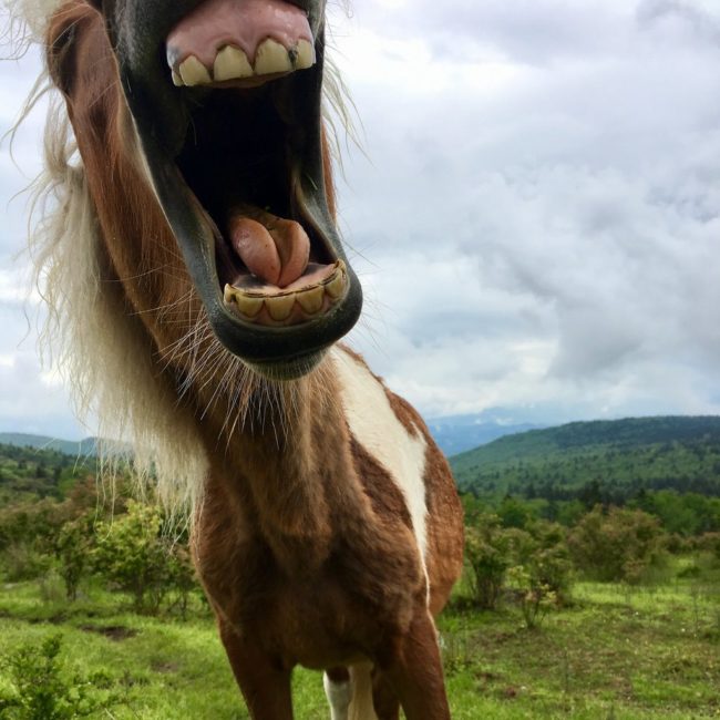word-of-mouth